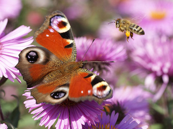 ¡Llena tu jardín de mariposas!